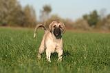 KANGAL 150